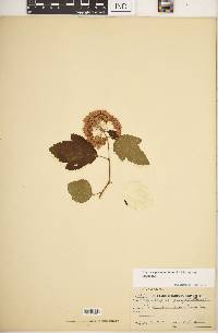 Physocarpus opulifolius var. opulifolius image