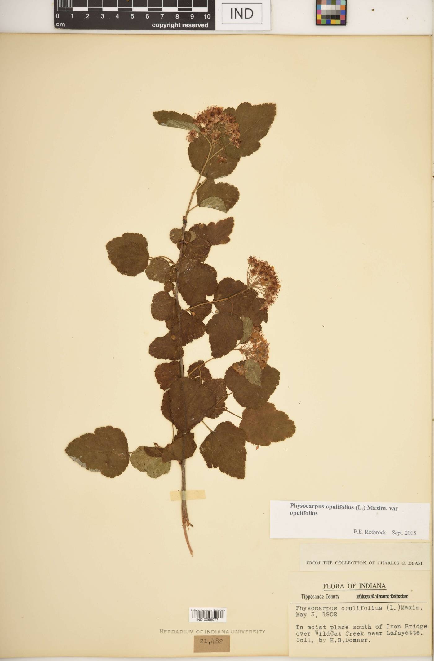 Physocarpus opulifolius var. opulifolius image