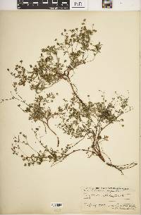 Potentilla argentea image