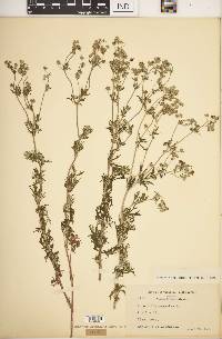 Potentilla argentea image