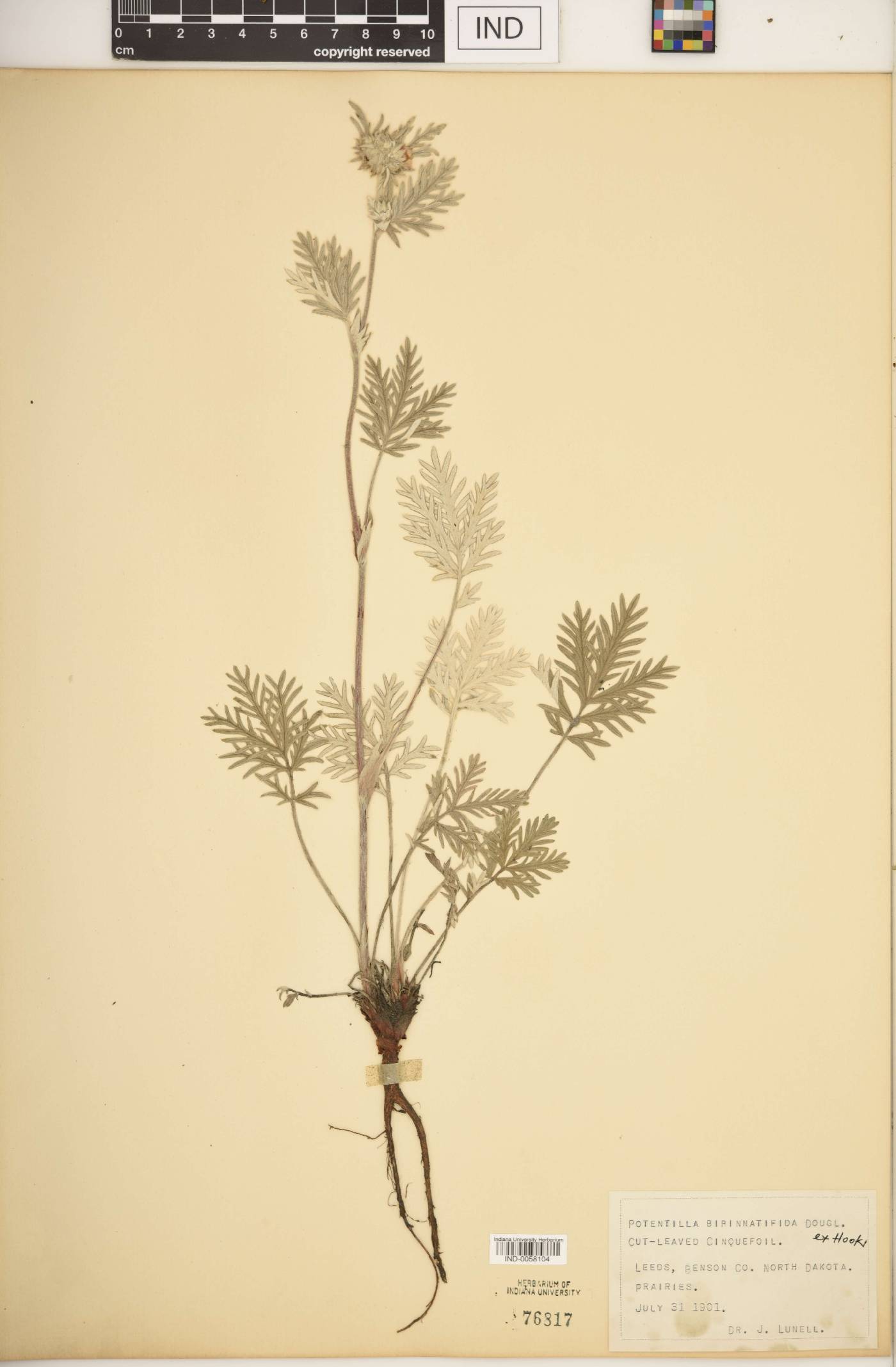 Potentilla bipinnatifida image