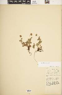 Potentilla canadensis image