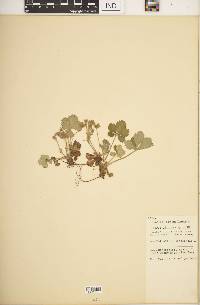 Potentilla canadensis image