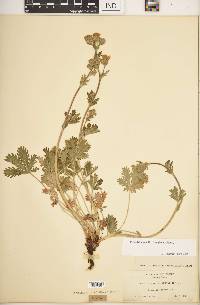 Potentilla gracilis image