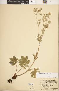 Potentilla gracilis image