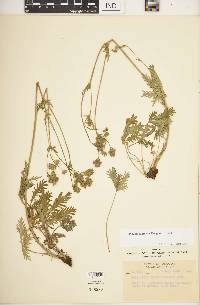 Potentilla gracilis image