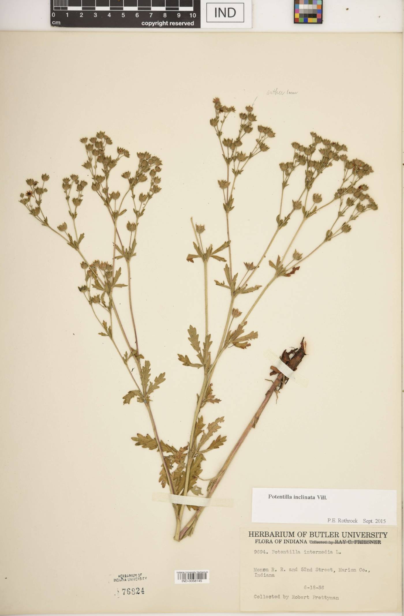 Potentilla inclinata image