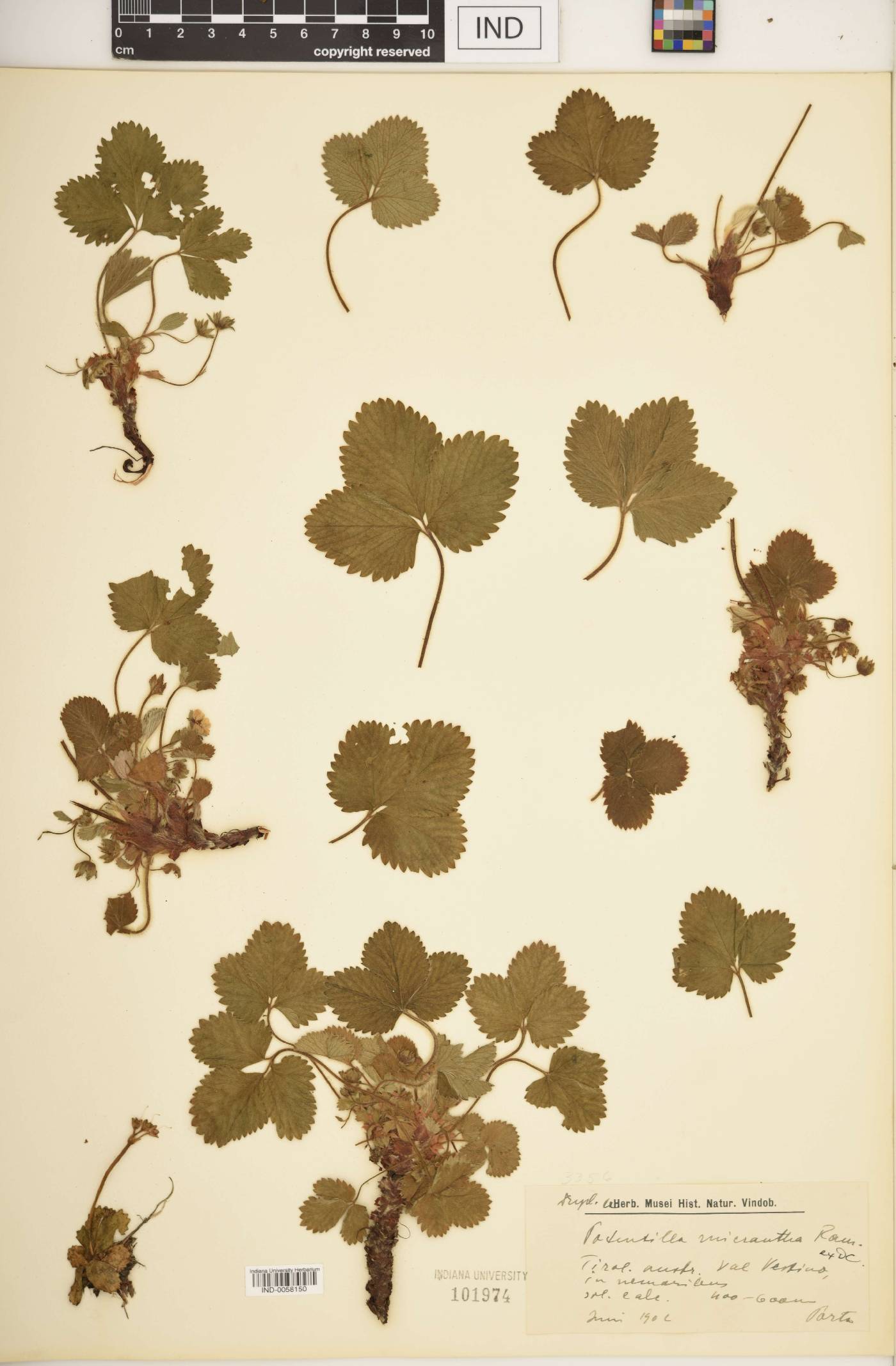 Potentilla micrantha image