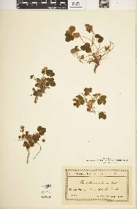 Potentilla montana image