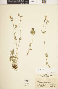 Potentilla nivea image