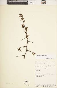 Prunus angustifolia image