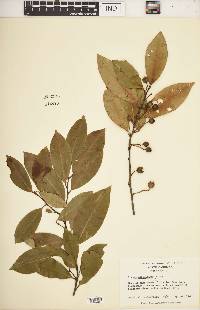 Prunus caroliniana image