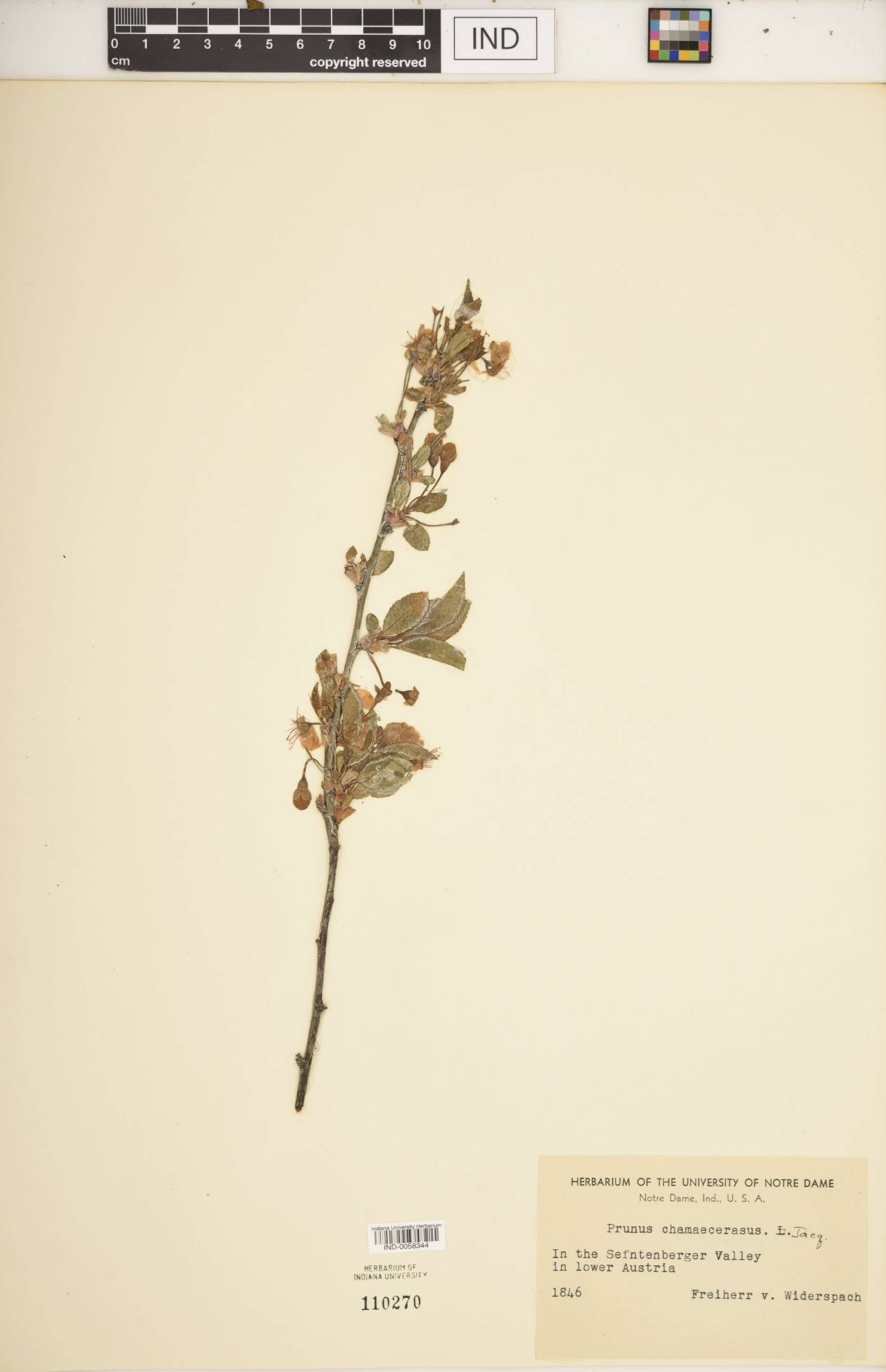 Prunus brigantina image