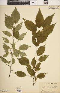 Prunus hortulana image