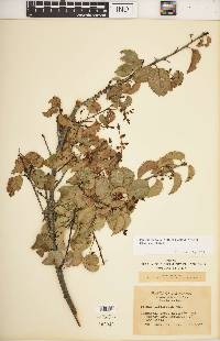 Prunus ilicifolia var. ilicifolia image