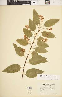 Prunus lyonii image