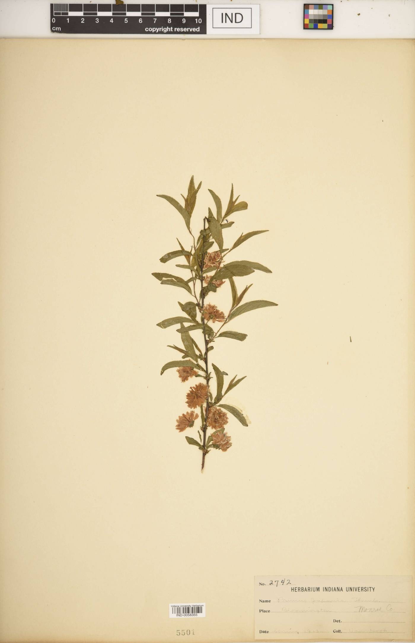 Prunus japonica image
