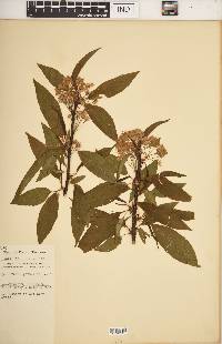 Prunus pensylvanica image