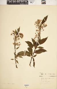 Prunus pensylvanica image