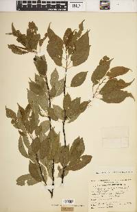 Prunus pensylvanica image