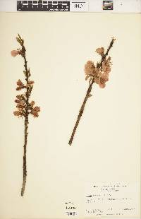 Prunus persica image