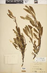 Prunus pumila var. pumila image