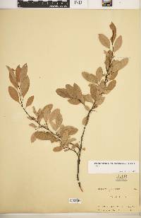 Prunus pumila var. susquehanae image