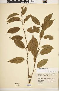 Prunus rivularis image