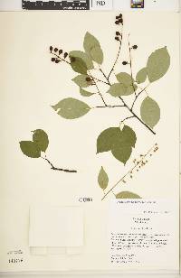 Prunus serotina var. serotina image