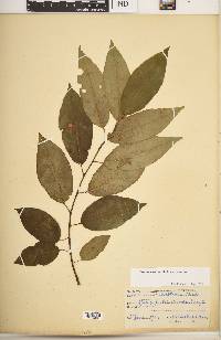 Prunus serotina var. serotina image