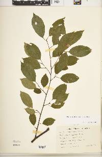 Prunus serotina var. serotina image