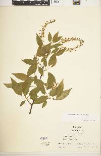 Prunus serotina var. serotina image