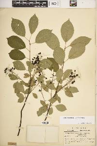 Prunus virginiana var. virginiana image