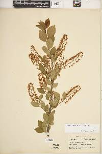 Prunus virginiana var. virginiana image