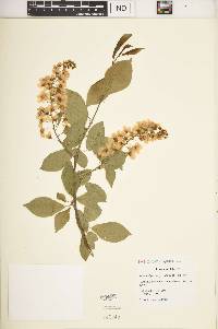 Prunus virginiana var. demissa image