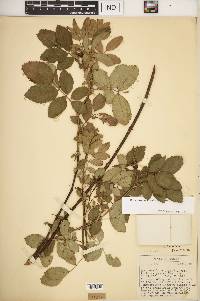 Rosa carolina subsp. carolina image