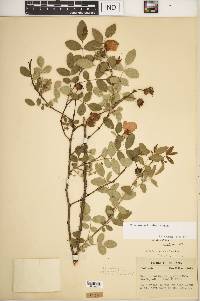 Rosa carolina subsp. carolina image