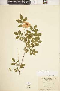 Rosa carolina subsp. carolina image