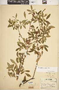 Rosa carolina subsp. carolina image