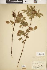 Rosa carolina subsp. carolina image