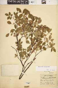 Rosa carolina subsp. carolina image