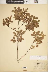 Rosa carolina subsp. carolina image