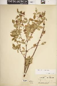 Rosa carolina subsp. carolina image