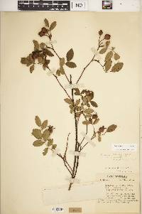 Rosa carolina subsp. carolina image