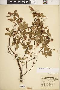 Rosa carolina subsp. carolina image