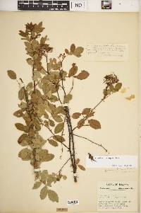 Rosa carolina subsp. carolina image