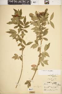 Rosa carolina subsp. carolina image