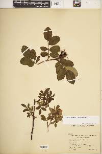 Rosa carolina subsp. carolina image