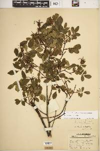 Rosa carolina subsp. carolina image