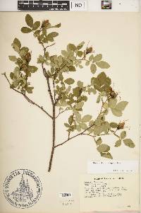 Rosa carolina subsp. carolina image